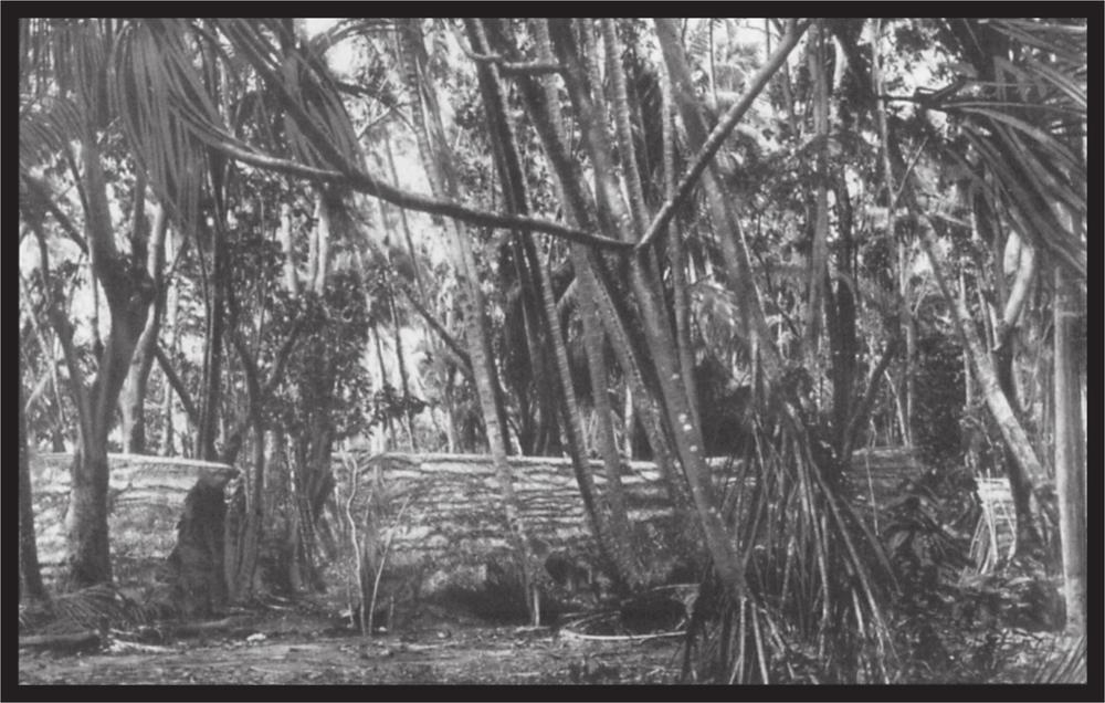 Black and white image of a village with large trees.
