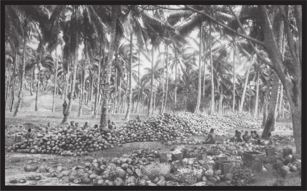 Black and white image of a coconut plantation.