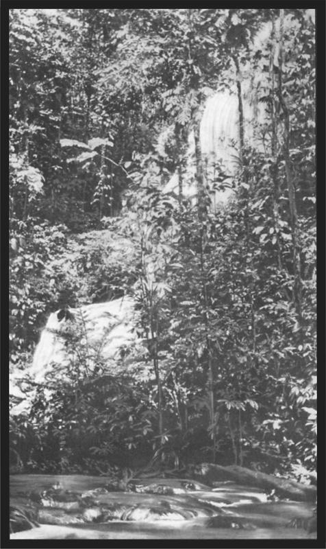 Black and white image of a waterfall with large trees in the foreground.