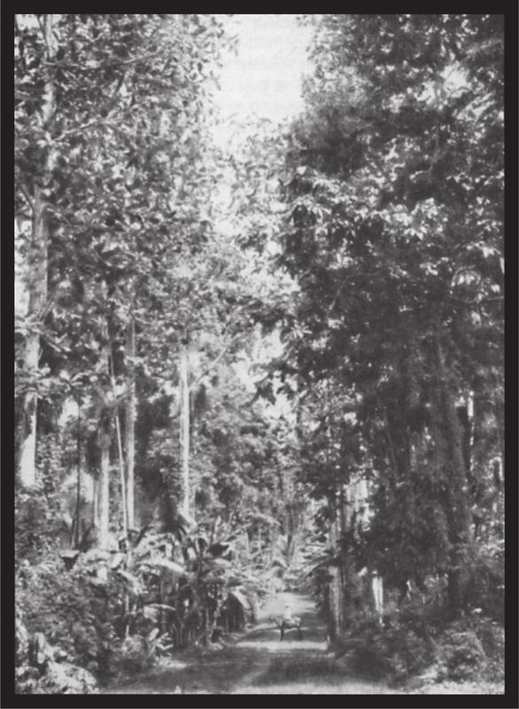 Black and white image of a foreat path with large trees on either side.
