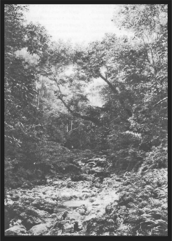 Black and white image of a leafy gorge with many large trees and a running stream over rocks in the middle of the image.