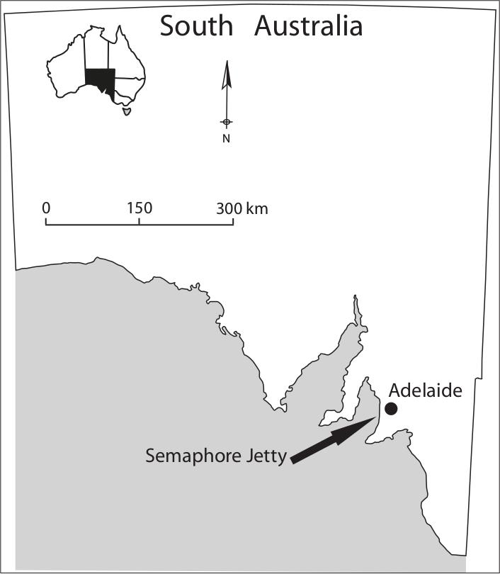 A map of the coast of South Australia. Adelaide is highlighted and south to the city is Semaphore Jetty, the only known Chinese fish-curing establishment.