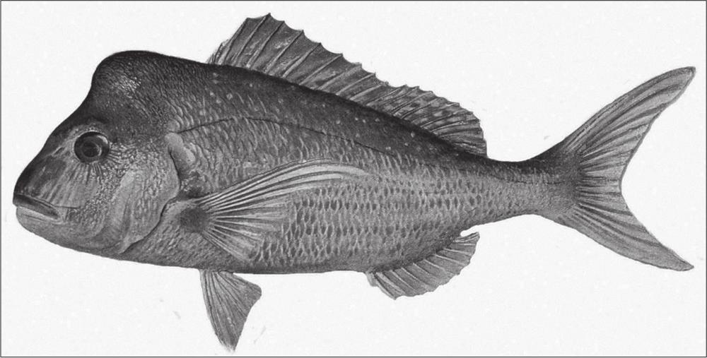 A black and white photograph of an Australian schnapper. It has a bulging bump on its head and long fins. 