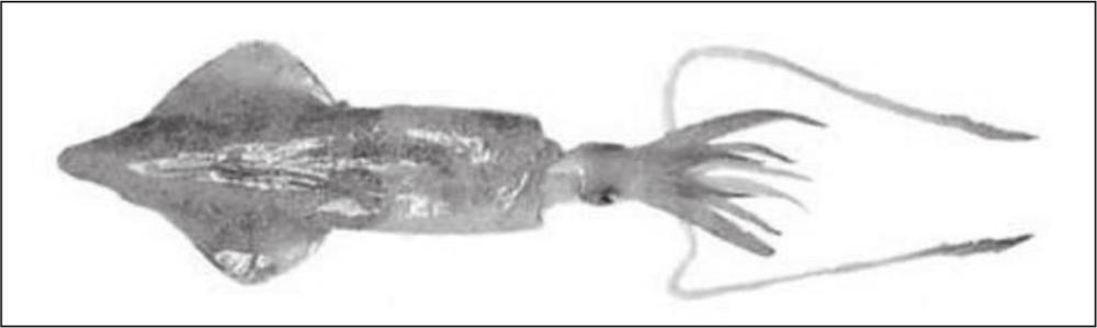 A black and white photograph of an Australian squid. It has an arrow-shaped head with two long tentacles on its side.
