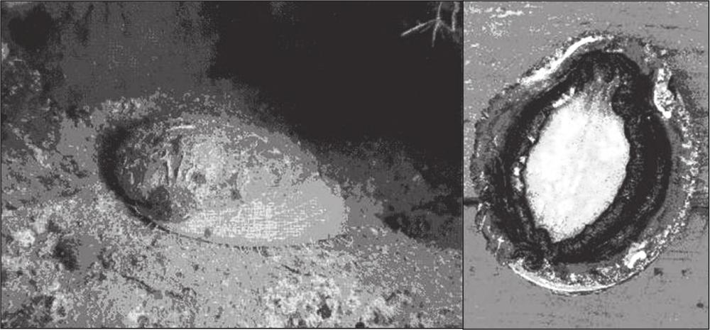 A black and white photograph showing two shots of the Australian abalone. It looks like an oyster shell faced down in the first shot. The second shot shows it faced up with a white oval face.
