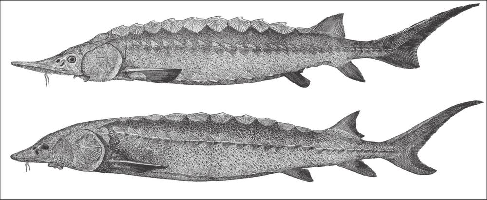 Two black and white illustrations of the American sturgeon fish. The first has a sharp nose whilst the other has a duck-shaped mouth.