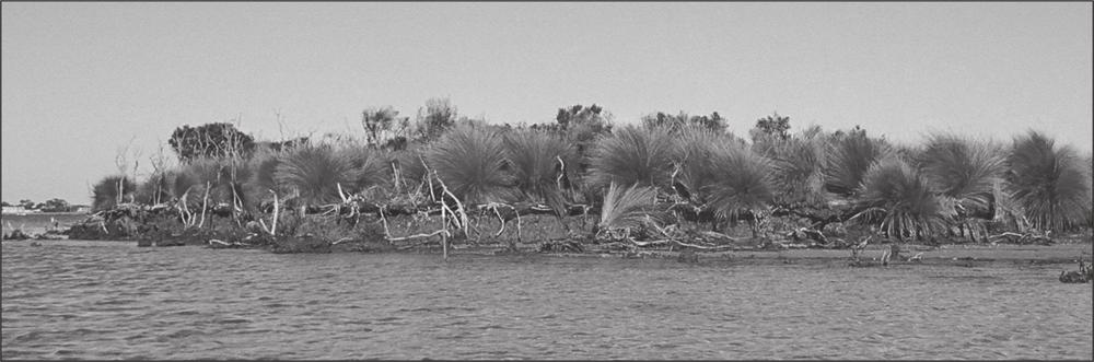 A black and white photograph of a shoreline decorated with dry branches and bushes.
