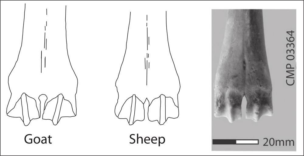 Two illustrations of a bone from a goat and sheep. 