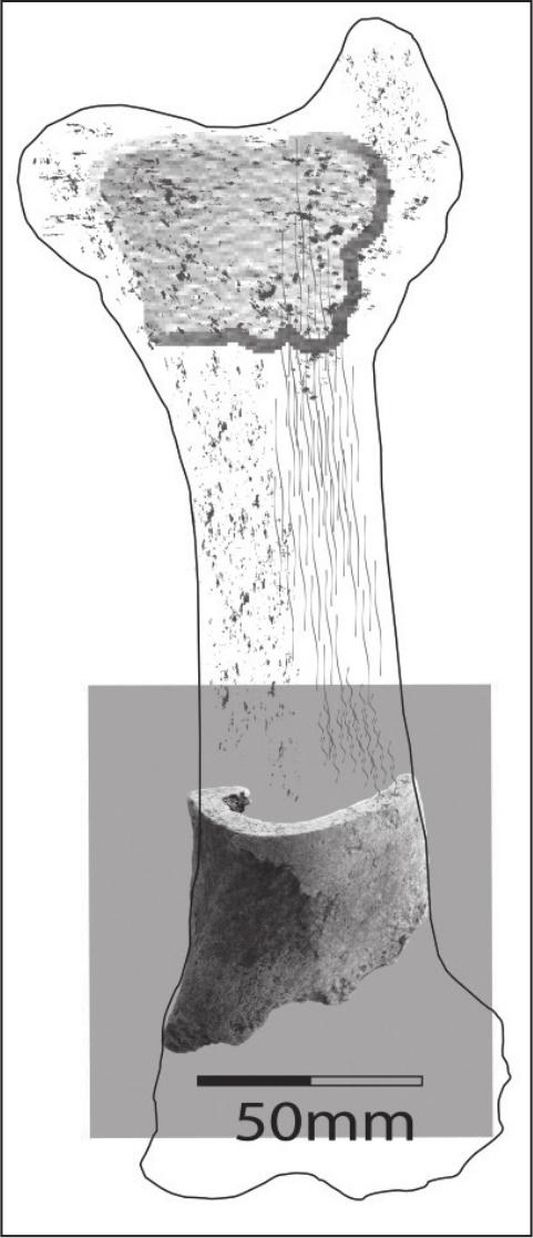An outline of a cattle long bone with a black and white photograph of a shard of bone.