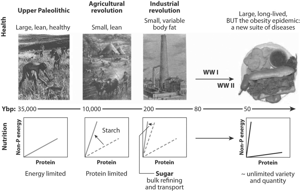 This image is a summary timeline for the changing human nutritional environment since the Paleolithic times.  To the left side is the upper paloelithic who is large, healthy and lean, based on an energy limited protein based diet.  Next is the small, lean population of the agricultural revolution who had a high starch diet with limited protein.  Next is the small, variable body fat population of the industrial revolution who have a high sugar diet.  Finally on the right is the large, long lived population, however they are in an obesity epidemic with a range and suite of new diseases.  There is a diet of unlimited variety and quantity.
