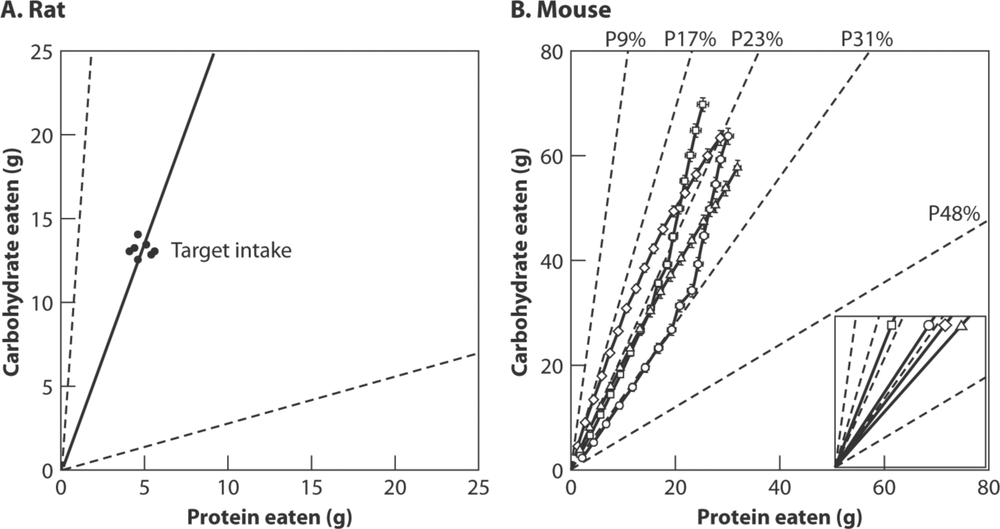 Two tables comparing data rats and mouse who were given eight different types of food.  To the left there is a table detailing the rat's data who converged on a protein-carbohydrate intake.  To the right is a table detailing the mouse data who engaged in a cumulative protein-carbohydrate intake trajectory.