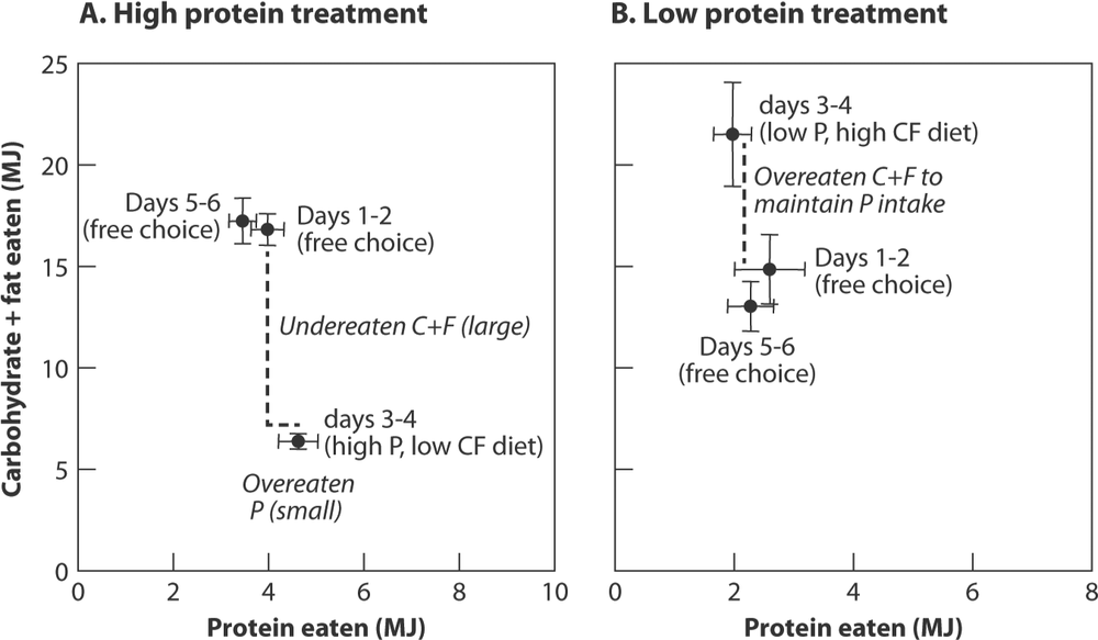 Two line graphs detailing results from a Swiss study.  The graph on the left shows the results of a high protein treatment ratio of protein to carbohydrate and fat eaten. The graph shows the underingesting of carbohydrate and fat.  Where the graph on the right shows the results of a low protein treatment and the overeating of carbohydrate and fat to gaining limiting protein.