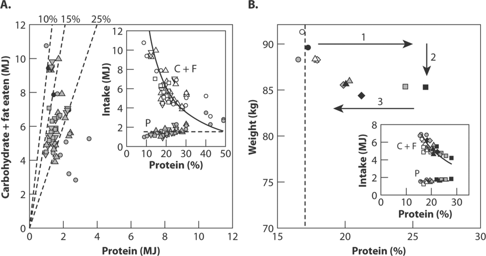 Two line graphs showing protein intake.  The line graph on the left displays protein as more tightly regulated than the non-protein intake in humans.  There is an inset that shows that as the percentage of protein in the diet increases, non-protein intake decreases but protein intake remains relatively constant. The graph on the right shows three published weight-loss studies using the Atkins, Zone and Ornish diets.  As the percentage of protein of the diet increased during the first two months body weight decreases, between six and twelve weightloss is maintained.  There is an inset that shws the dietary proteins versus protein intake or carbohydrate and fat. 