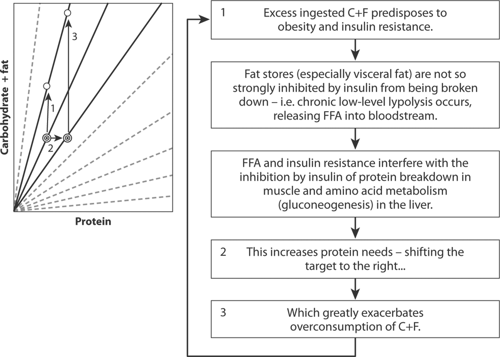 To the right is a cycle  by which protein appetite may drive obesity. 1. Excess ingested carbohydrate and fat predisposes to obesity and insulin resistant. There is an arrow to the next stage which is fat stores are not so strongly inhibited by insulin from being broken down. Then there is an arrow to the next cycle which is FFA and insulin resistance interfere with the inhibition by insulin or protein breakdown in muscle and amino acid metabolism in the liver. Then there is an arrow to the next cycle numbere two which says this increases protein needs, shifting the target to the right. Then there is an arrow leading to the next cycle, numbere three which says 'which greatly exacerbates overconsumption of carbohydrate and fat.  To the left is aline graph showing the 1st cycle, being excess ingest carbohydrate and fats and other lines showing the cycles numbered two and three.