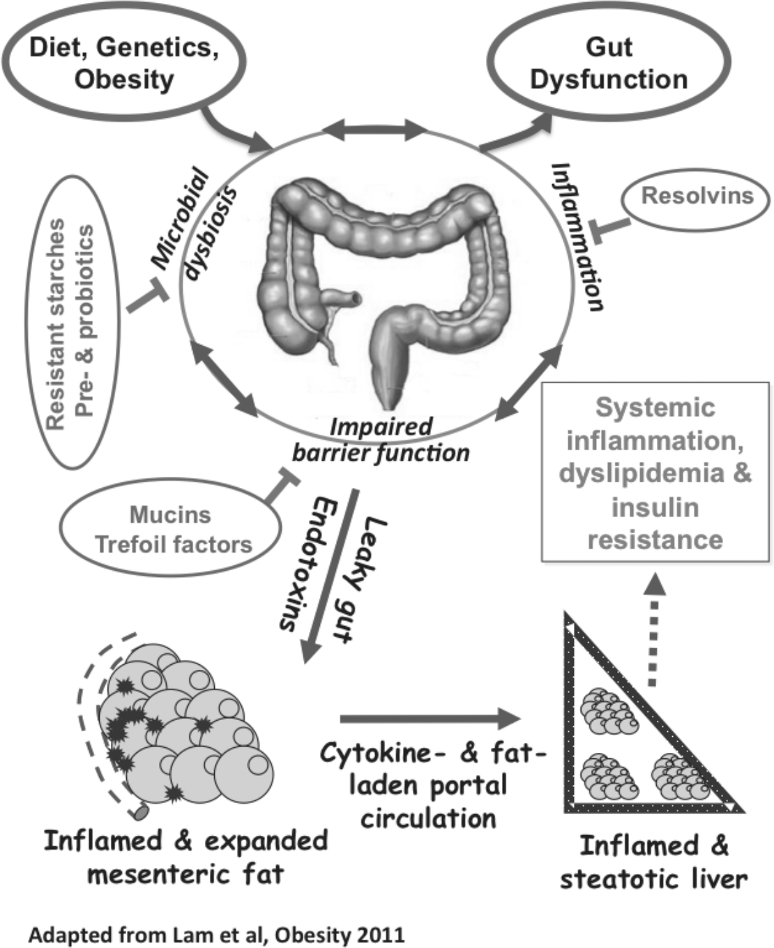 Pictures showing the role of the gut in the development of systematic inflammation and metabolic dysfunctions.  There is a picture of large intestines in a circle surrounded by arrows circling betwee Microbial dysbiosis, impaired barrier function and inflammation. There are arrows pointing to this circle with text that says 'Diet, genetics, obesity' and 'Gut dysfunction'. Coming of the words microbial dysbiosis is a bubble saying 'resistant starches pre and probiotics'. Off the words impaired barrier functions is a bubble with the words 'mucins trefoil factors' Off the word inflammation is the word resolvins in a bubble. There is an arrow pointing from the whoe intestine circle saying 'leaky gut endotoxins'. The arrow points to a picture of inflamed and expanded mesenteric fat. Then there is an arrow pointing with the words 'cytokine and fat laden portal circulation. The arrow points to an image of inflamed and steatotic liver. Then there is a spotted arrow that points to a box with the words 'Systemis inflammation dyslipidemia and insulin resistance.
