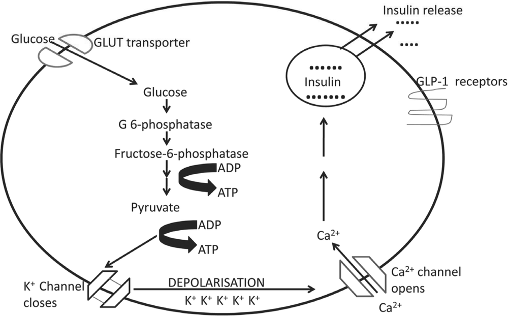 The image shows the steps involved in glucose stimulated insulin secretion by the pancreatic beta cell. From the glucose GLUT transporter there are arrows to glucose and fructose and pyruvate and down to K channel closes. Then there is an arrow that says deplorisation which points to the Ca 2 plus channel opens. Then there are arrows which point to insulin. Then there are arrows that point to insulin release.