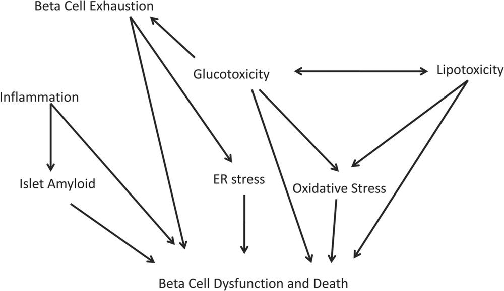 There is an image comprisinglines showing the proposed mechanisms of pancreatic beta cell dysfunction and death in type 2 diabetes. There are arrows that all lead down to Beta cell dysfunction and death. The words these arrrows are pointing from are beta cell exhaustion, inflammation, islet amyloid, glucotoxicity, lipotoxicity, ER stress, oxidative stress.  There is a second arrow from inflammation that points to islet amyloid. The words glucotoxicity and lipotoxicity also have arrows that point to oxidative stress and they have an arrow that points to each other. Glucoxocity has an arrow that points to beta cell exhaustion. Beta cell exhaustion has another arrow that points to ER stress.