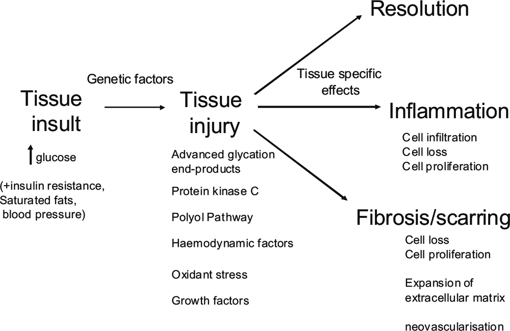 An image showing pathogenesis of diabetes complications. Detailing increased glucose under tissue insult, with an arrow pointing to tissue injury and from here three arrows pointing to resolution, inflammation and fibrosis/scarring.