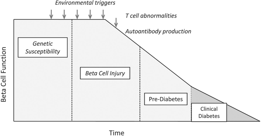 An image showing comparing the beta cell function to the time line. As environmental triggers hit the genetic susceptability there is a slow decline into beta-cell injury, pre-diabetes and finally clinical diabetes.