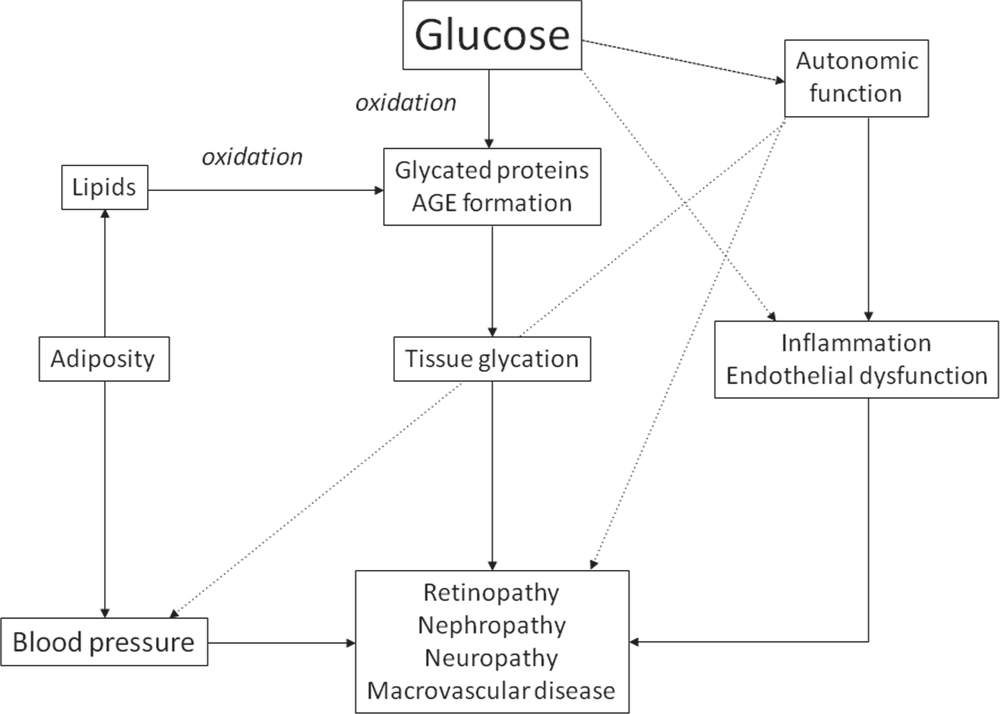 An image showing the overview of pathogensis of long-term vascular complications and modifiers of glucose action. There is arrow pointing from glucose along two paths, the first leads to 'glycated proteins, AGE formations; with has an arrow that points to tissue glycation and then an arrow that points to 'retinopathy, nephropathy, neuropathy, mascrovascular disease. The other path glucose points to is to 'Autonomic function' there is then an arrow that points to inflammation, endothelial dysfunction. GLucose also points to this box. This box then has an arrow that points to the final box on the previous path. The autonomic function box also points to blood pressure, which is at the bottom of another line of Lipids, which points to Adiposity which ppoints to blood pressure.